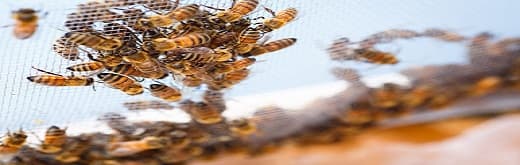 Shifting Trends Transforming the Apiculture Market