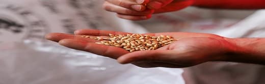 Biological Seed Treatment Market Trend - Fostering Sustainable Agriculture