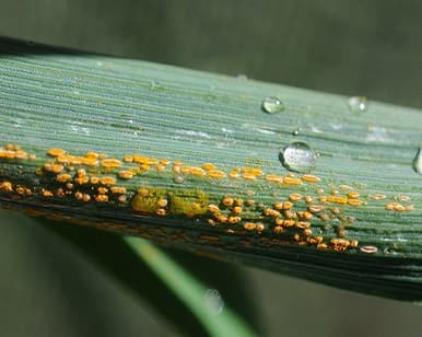 Drench the Crops With the Fungicide to Get the Best Quality