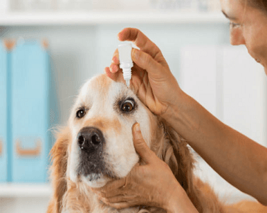 The Global Scenario of Human Drugs for Veterinary Use
