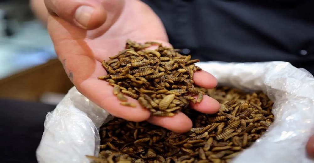 The Future of Animal Nutrition: Insects