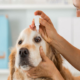 human drugs for veterinary use market