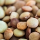 lentil protein market