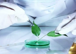 green chemical and material market
