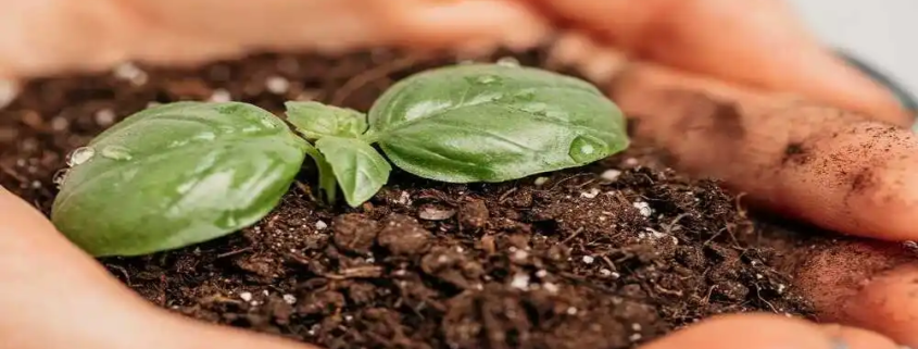 vegetable seed market